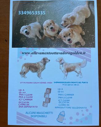 Cuccioli golden retriever alta genealogia no regal