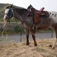 Cavalla appaloosa 12 anni