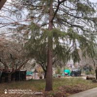   si regala alberi per la legna 
