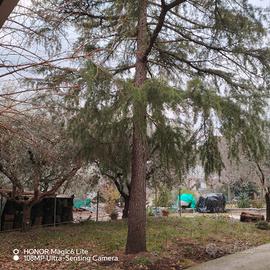   si regala alberi per la legna 