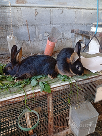 Conigli lepre belga focate