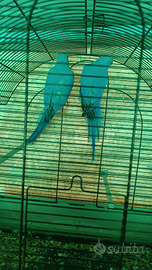 Parrochetto dal collare