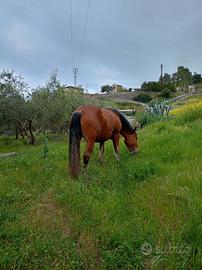 Comtois 3 anni castrone