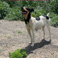 Margot cane adozioni