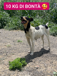 Margot cane adozioni