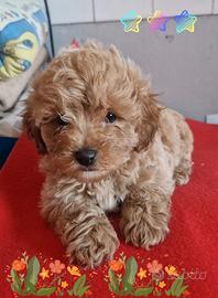 Teo maltipoo Toy cucciolo