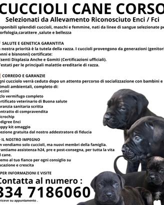 Cane corso cuccioli
