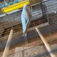 Parrocchetti dal collare