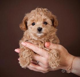Maltipoo cuccioli