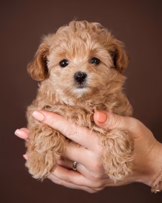 Maltipoo cuccioli