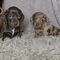 Bassotto cioccolato arlecchino