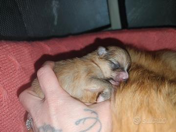 Spitz tedesco cuccioli