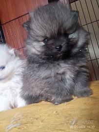 Pomerania teddy bear