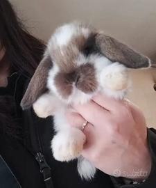 Coniglietti ariete nano/minilop cuccioli