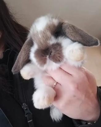 Coniglietti ariete nano/minilop cuccioli