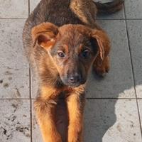 Clarissa, cucciola Meticcia di 3 Mesi in Canile