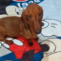 Bassotto standard fulvo red