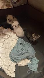 Gatto siamese