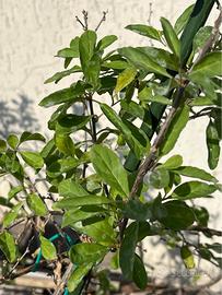 Pianta di Goji