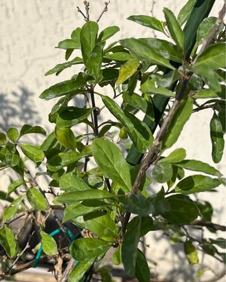 Pianta di Goji