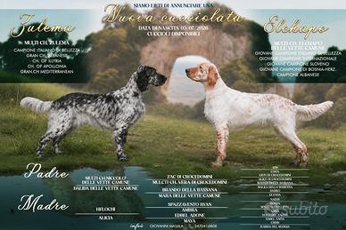 Setter inglese