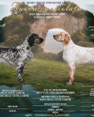 Setter inglese