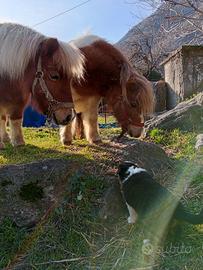 Cuccioli di pastore australiano