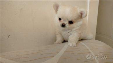 Cuccioli di chihuahua