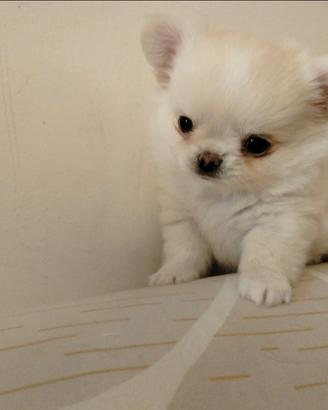 Cuccioli di chihuahua