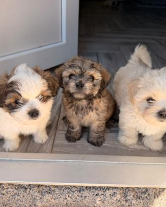 Cuccioli metticio