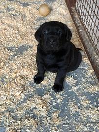 Cucciolo con pedegree