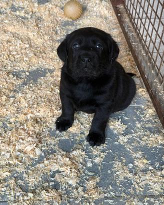 Cucciolo con pedegree