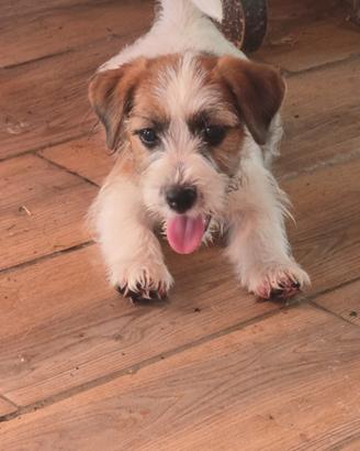 Jack russell terrier