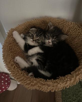 Scottish Fold e straight