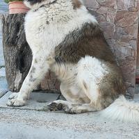 Cucciolone di Pastore del Caucaso