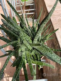 Pianta BABY Gasteria