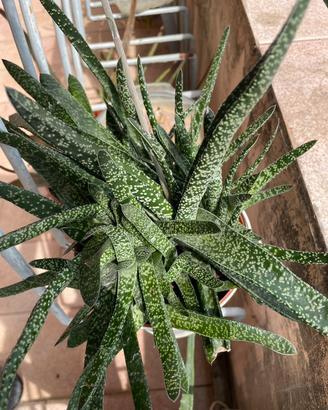 Pianta BABY Gasteria