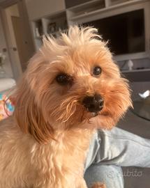 Accoppio Maltipoo maschio