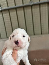 2 cuccioli maschi
