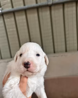 2 cuccioli maschi