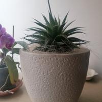 vaso di terracotta per piante e 6 bicchieri