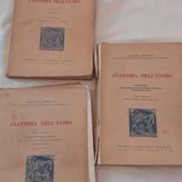 G. Lambertini - Anatomia dell'uomo