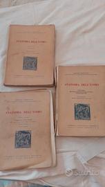 G. Lambertini - Anatomia dell'uomo