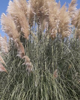 Pampas in vaso
