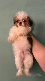 Shih- tzu