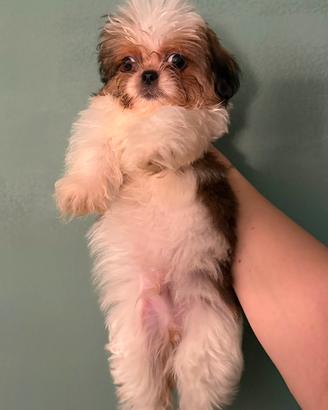 Shih- tzu