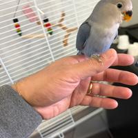 Inseparabile allevato a mano