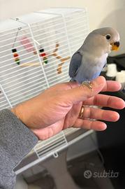 Inseparabile allevato a mano