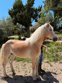 Cavalla Haflinger