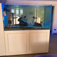 Acquario marino